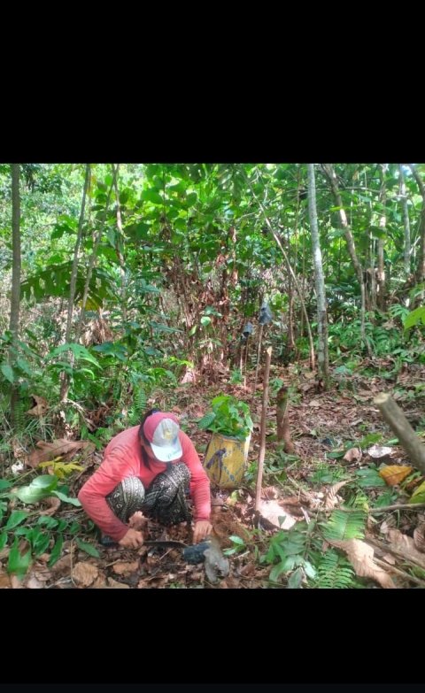 kegiatan menanam pohon kakao